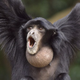 Illustration for article titled Gibbons defy their own evolution to jump as high as they can